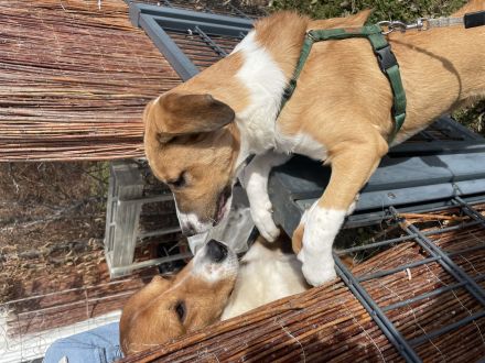 mischling welpe 5monate