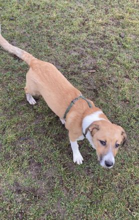 mischling welpe 5monate