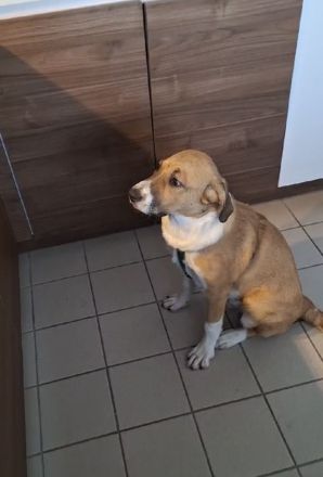 mischling welpe 5monate