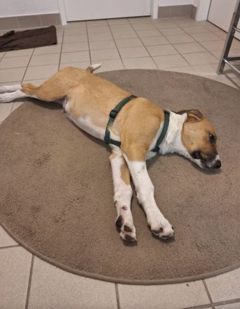 mischling welpe 5monate