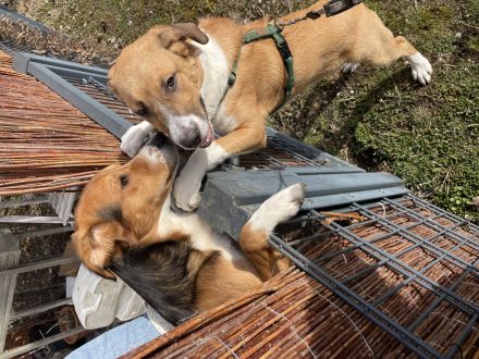 mischling welpe 5monate