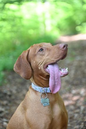 Magyar Vizsla Welpen