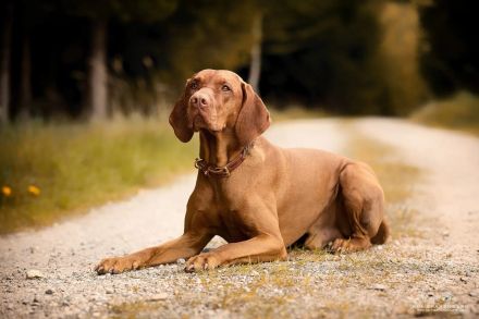 Magyar Vizsla Welpen