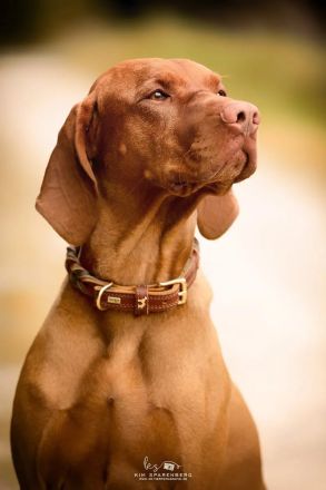 Magyar Vizsla Welpen