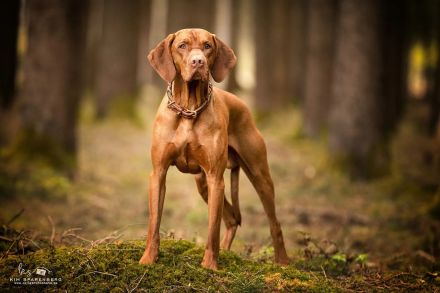 Magyar Vizsla Welpen