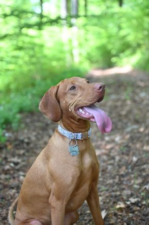 Magyar Vizsla Welpen