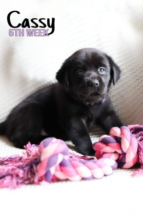 Hübsche Labradorwelpen der Arbeitslinie