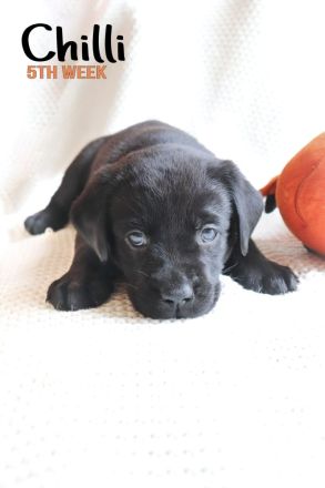 Hübsche Labradorwelpen der Arbeitslinie