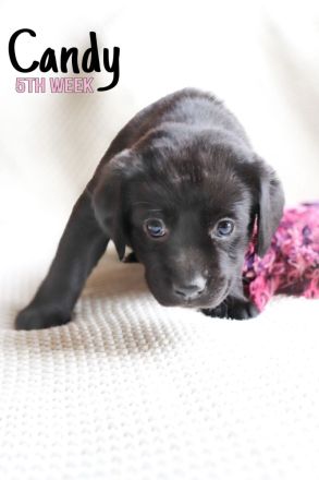 Hübsche Labradorwelpen der Arbeitslinie