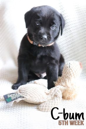 Hübsche Labradorwelpen der Arbeitslinie