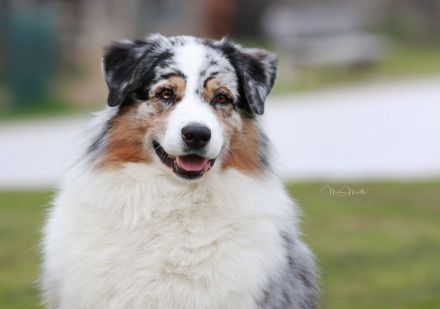 Australian Shepherd Deckrüde, blue merle, red factored, ASCA+FCI Papiere