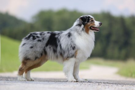 Australian Shepherd Deckrüde, blue merle, red factored, ASCA+FCI Papiere