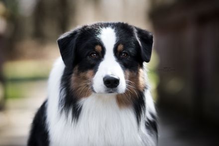 Australian Shepherd Deckrüde, black tri, red factored, nbt, ASCA+FCI+ÖKV Papiere
