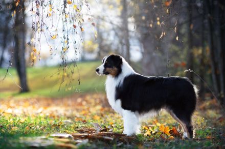 Australian Shepherd Deckrüde, black tri, red factored, nbt, ASCA+FCI+ÖKV Papiere