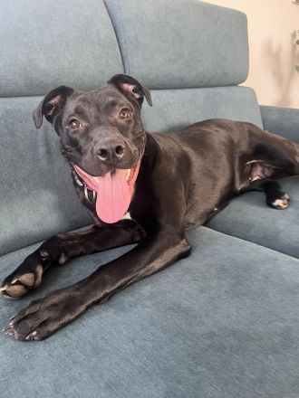 Labrador Mischling Nala