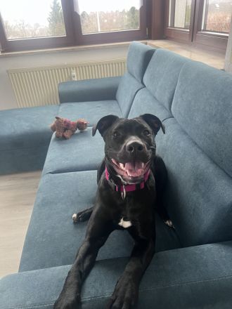 Labrador Mischling Nala