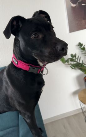 Labrador Mischling Nala