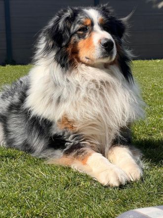 Australien Shepherd - Deckrüde
