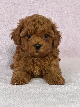 Wunderschöne Toy Pudel Welpen braun