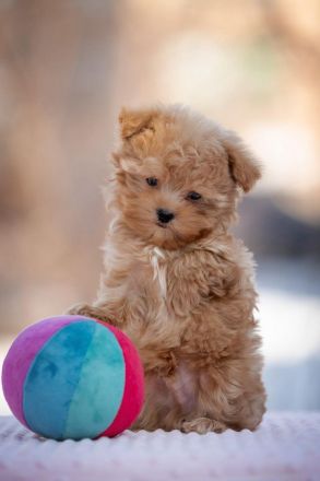 Wunderschöne Toy Pudel Welpen braun