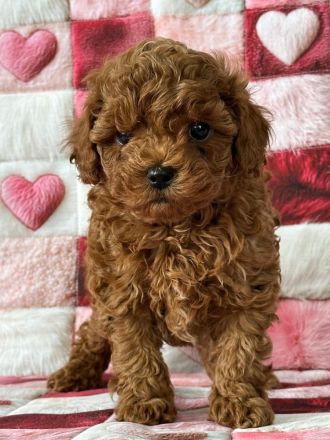 Wunderschöne Toy Pudel Welpen braun