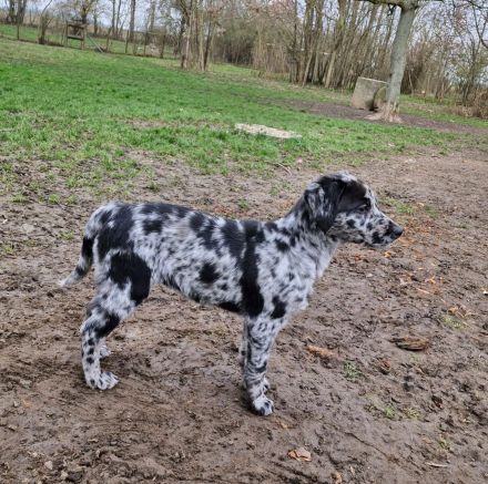 Aussidor Hündin, 12 Wochen