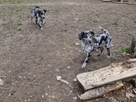 Aussidor Hündin, 12 Wochen