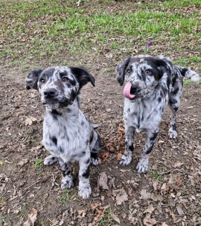 Aussidor Hündin, 12 Wochen