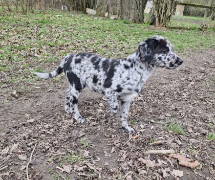 Aussidor Hündin, 12 Wochen