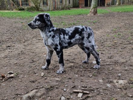 Aussidor Hündin, 12 Wochen