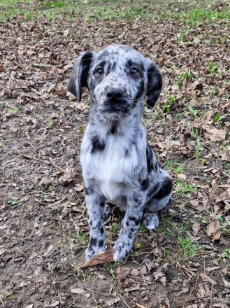 Aussidor Hündin, 12 Wochen