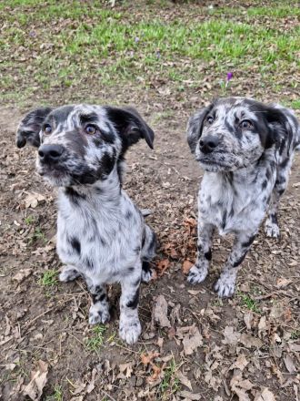 Aussidor Hündin, 12 Wochen