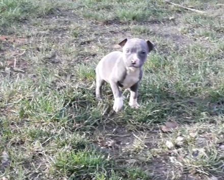 American Staffordshire Terrier