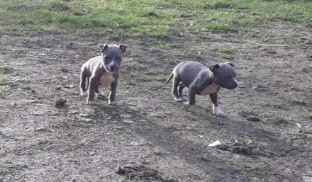 American Staffordshire Terrier