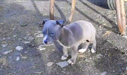 American Staffordshire Terrier