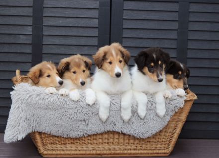 Collie Welpen amerikanischer Typ in Farben trico,sable, merle