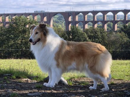 Collie Welpen amerikanischer Typ in Farben trico,sable, evtl.merle