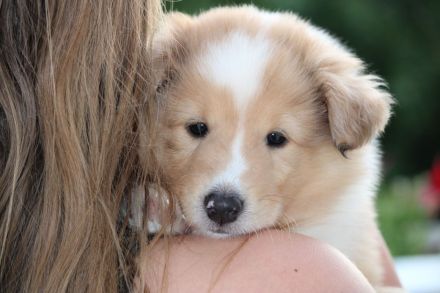 Collie langhaar amerikanisch aus Champion-Verpaarung