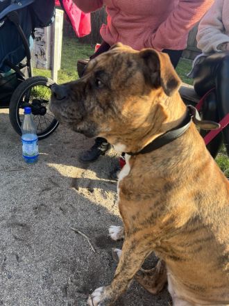 Amerikanische Bulldogge