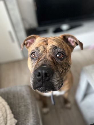 Amerikanische Bulldogge