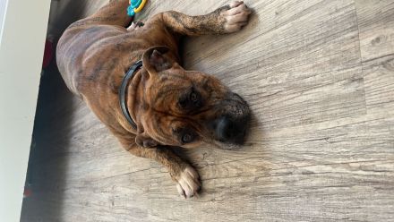 Amerikanische Bulldogge