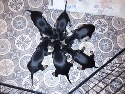 Manchester Terrier - lebensfrohe , kurzhaarige Familienhunde in mittlerer Größe