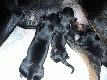 Manchester Terrier - lebensfrohe , kurzhaarige Familienhunde in mittlerer Größe