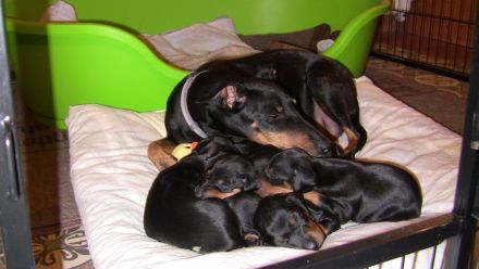 Manchester Terrier - lebensfrohe , kurzhaarige Familienhunde in mittlerer Größe