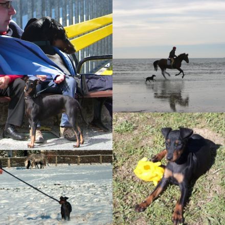Manchester Terrier - lebensfrohe , kurzhaarige Familienhunde in mittlerer Größe