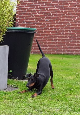 Manchester Terrier - lebensfrohe , kurzhaarige Familienhunde in mittlerer Größe