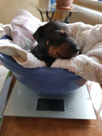 Manchester Terrier - lebensfrohe , kurzhaarige Familienhunde in mittlerer Größe