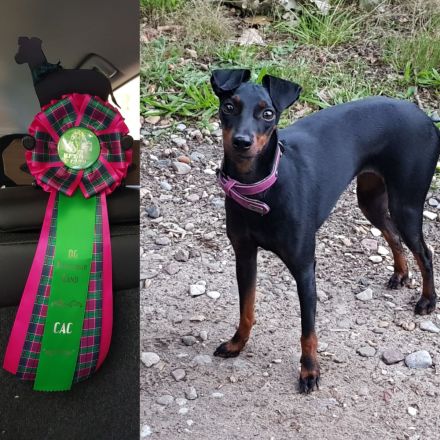 Manchester Terrier - lebensfrohe , kurzhaarige Familienhunde in mittlerer Größe