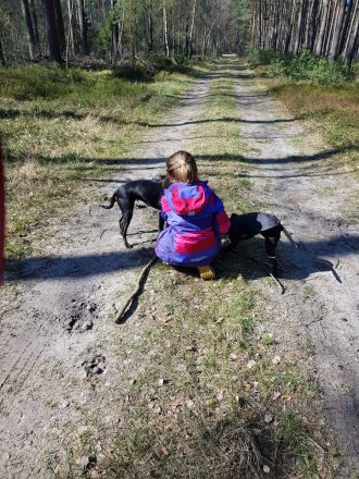 Manchester Terrier - lebensfrohe , kurzhaarige Familienhunde in mittlerer Größe