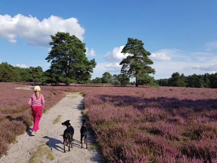 Manchester Terrier - lebensfrohe , kurzhaarige Familienhunde in mittlerer Größe